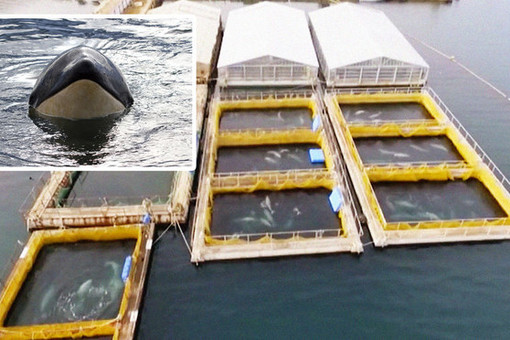 Кусто спасет косаток и белух из «китовой тюрьмы» в Приморье