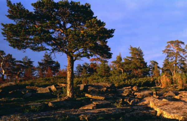 В Кировской области появится национальный парк «Вятка»
