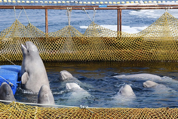 Косаток и белух из «китовой тюрьмы» выпустят летом в Охотское море