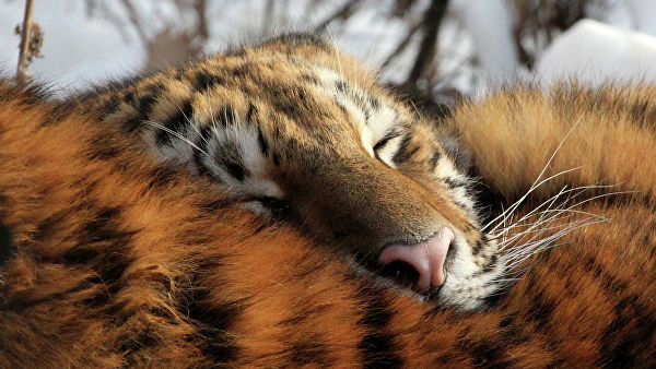 Тигрица Тайга вернется в Приморье