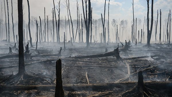 В Гринпис назвали причину крупнейших пожаров в Забайкалье