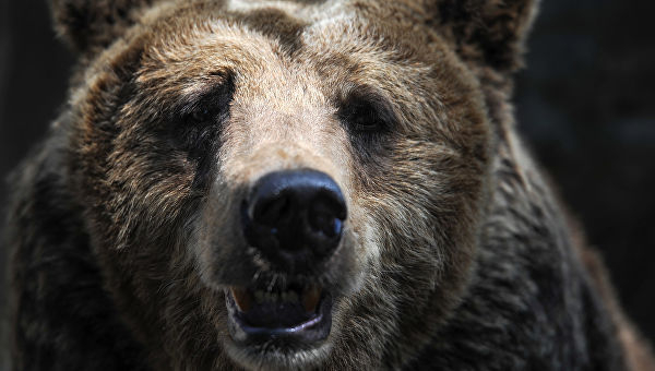 Красноярские медведи предсказали итог выборов на Украине