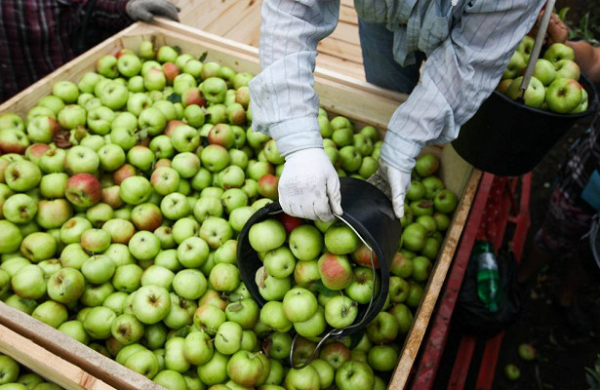 В Россельхознадзоре объяснили запрет на ввоз яблок и груш из Белоруссии
